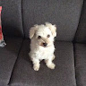 Meet your Posher, Maria